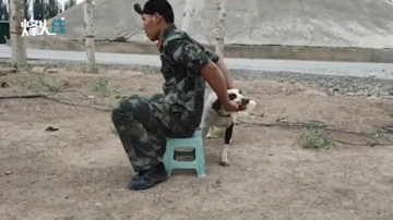 钻行、飞背、解救人质！实拍武警警犬训练画面 战术动作超燃！