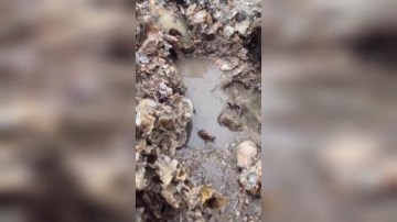 赶海实拍：随处都能找到螃蟹海螺，还是我厉害
