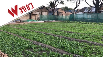 北京前门现“黄金菜地” 种萝卜白菜赠居民