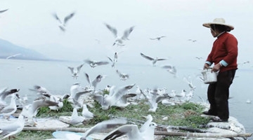 大妈掉河里被海鸥救