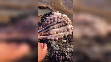 赶海实拍：大风刮来了好货，发财了