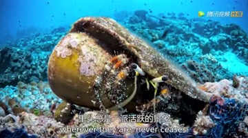 原来你是这样的海参！海底拍到一只“多脚怪”