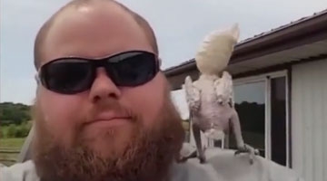 剃毛鹦鹉奋力甩动脑袋 网友直呼：头都晕了！