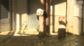 旅日熊猫宝宝“香香”首度亮相 游客抽签参观