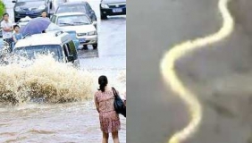 【拍客】暴雨突袭武汉城内成湖 超大黄金蟒游上街
