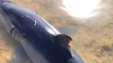 赶海实拍：发现一条大鱼，有点像鲨鱼啊