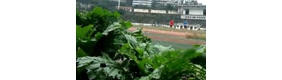 【拍客】中国首座甲级球场成菜地