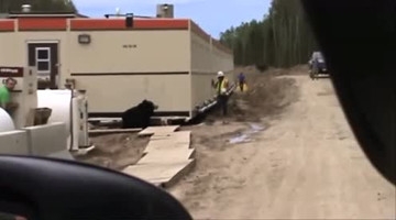 扮狗熊恶搞吓唬工友，这不是做死吗，就不怕吓坏人！