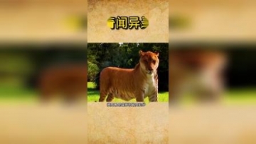 #奇闻奇事世界上最强的混血动物，你见这么大体型的吗？你还知道哪些呢#奇闻异事
