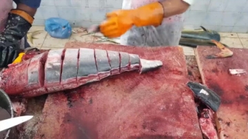 实拍印度鱼市，三哥给顾客切鱼，看完我十几年的厨艺白瞎了