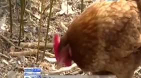 母鸡产下近半斤重巨蛋 敲碎后所有人惊呆了