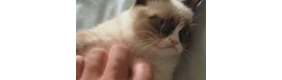 【拍客】美国臭脸猫走红全球 让人    忍俊不禁