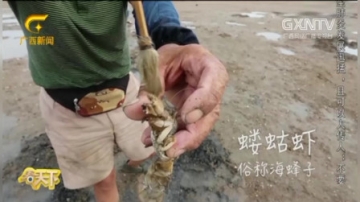 高手在民间，海滩上大叔用毛笔钓虾，一钓一个准