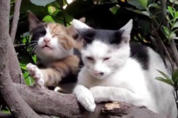 四川广元城郊哺乳动物:活泼好动的小花猫