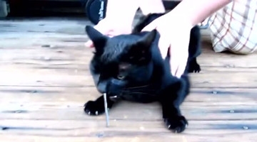 奇闻！馋嘴猫贪吃小蛇后小蛇竟从猫的鼻孔里爬了出来