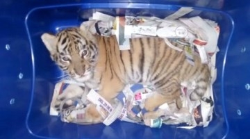 邮寄老虎见过吗？孟加拉虎被打包邮寄 装箱饿十几天