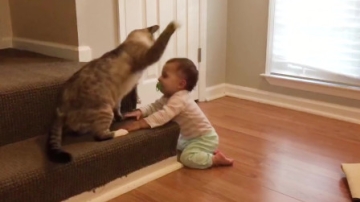 当萌猫遇上萌娃，超萌组合简直萌坏了