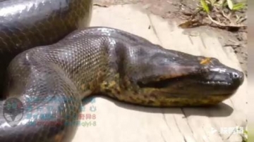 奇闻异事: 这才是世界上最大的蟒蛇