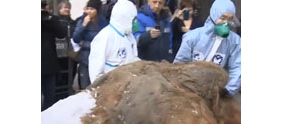 【拍客】俄罗斯展出冰封3.9万年猛犸象遗骸