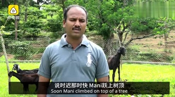 罕见！印度神猴会放羊