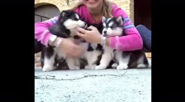 主人跟自家二哈宝宝们拍全家福，被萌到了，四个毛茸茸简直太可爱