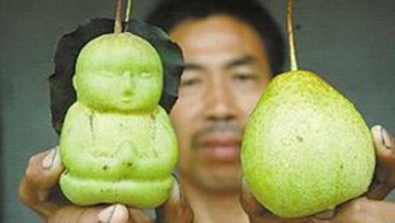 河北果农造出“人参果”？身价瞬涨千倍，生长过程让人深思！