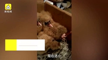 猴脸怪鸟每天吃掉一只鸡