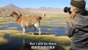 最近超火的一首女声电音歌曲，太好听了