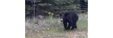 【拍客】吓尿了！野外遭遇黑熊！