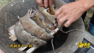 实拍福建恐怖小吃，老鼠干传统制作手艺