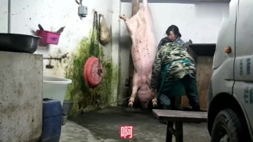 实拍现场！老屠夫用这种办法杀猪，省时省力一个人就可以解决