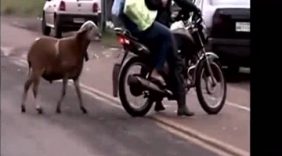 愤怒的山羊 街头霸王 连汽车都不放过！