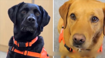 “狗狗医生”几秒就能嗅出癌症 已救数百人