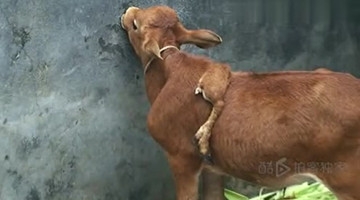 奇闻！罕见五脚牛一脚长背上