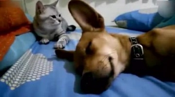 贪玩爱恶搞的宠物们，好气喔