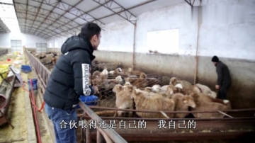 实拍牧区农村杀羊，小伙年纪轻轻技术却挺老道，半个小时搞定小肥羊
