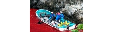 实拍日本海豚湾屠杀正在发生 当地回应与屠杀猪牛相同