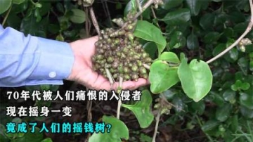 70年代被人们痛恨的入侵者，现在摇身一变，竟成了人们的摇钱树
