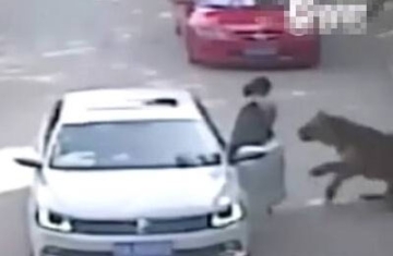 野生动物园老虎袭人致1死 现场监控曝光