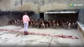 训练有素！美女指挥上百只狗狗进食 没一只敢乱动