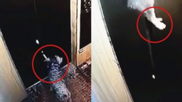 揪心！实拍：电梯门夹住狗绳 狗狗被勒脖悬空10秒死里逃生！
