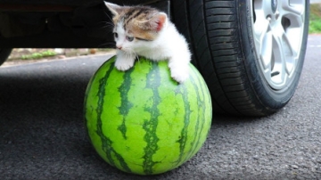 减压实验：外国牛人把松脆柔软的东西放在车轮下碾压 请勿模仿