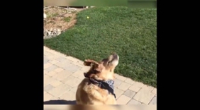 心疼，一只永远接不住食物的大汪