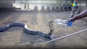 印度遭受旱灾，野生救援人员喂眼镜蛇水喝