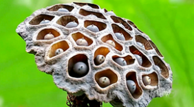 秋拍四川广元湿地公园：凋谢的荷花