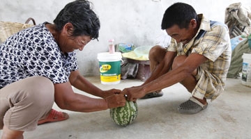 实拍湖北农民种出奇葩西瓜 摔不破掰不开能当皮球踢