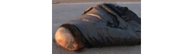 【拍客】七旬老人赶早市卖菜被撞身亡