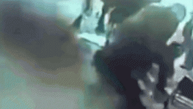 少女私奔遭父亲当街捅杀 母牛"不忍"仗义相救