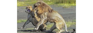 非洲陆地上的“王者”，团队合作意识超强，一般“人”惹不起