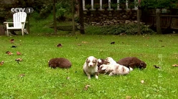 央妈神作-萌宠成长记